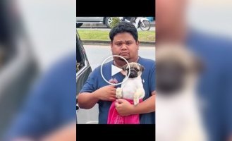 A video selection showing how similar pets are to their owners
