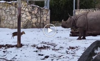 Маленький олень решил бросить вызов огромному носорогу