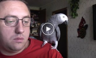 Разговорчивый попугай Гриша