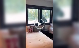 Animals (short videos). Release 80