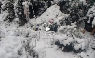 Собака первый раз увидела снег