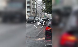 Семейство капибар переходит дорогу