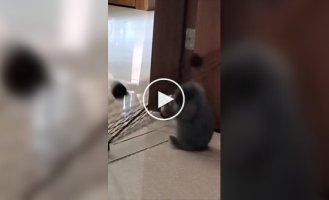 The rabbit's escape failed