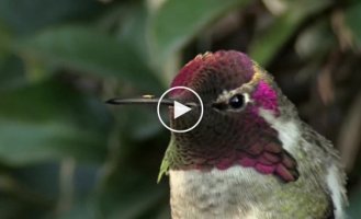 Красивая ярчайшая маска оперения колибри поражает