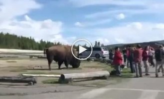 Bison scatters Chinese tourists