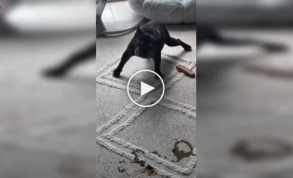 К чему приводит несвоевременная прогулка с собакой