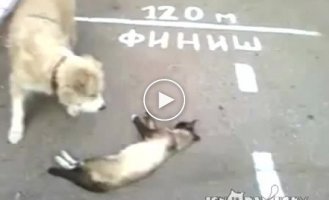 Эпическое воскрешение котэ