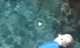 Белый медведь выбрасывает мусор из вольера