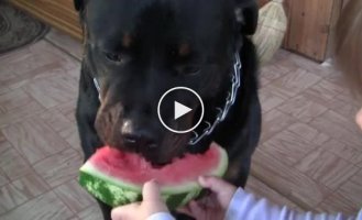 Собака кушает арбуз