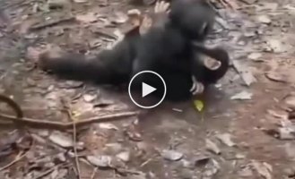 How baby chimpanzees greet new friends