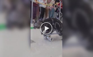 In China, a cat skateboarder entered the Guinness Book of Records