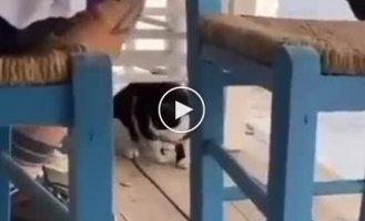 Мужчина пнул кота в море и получил штраф