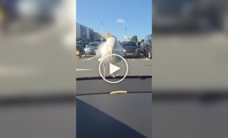 На що здатні деякі чайки заради картоплі фрі