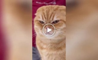 “It would be better to remain silent”: the cat was horrified by the owner’s vocal abilities