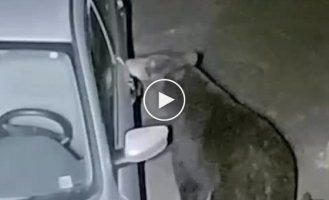 The mother of three cubs decided to commit a crime