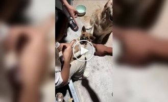 Домашние собаки и лекарства