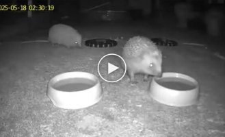Hedgehog plays a joke on his fellow tribesman