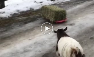 Difficult everyday life of goats in Canada