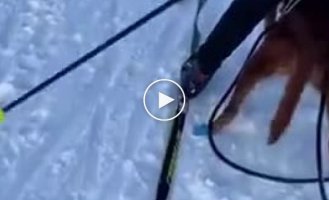 A Norwegian lemming aggressively defends its territory from strangers on a ski slope