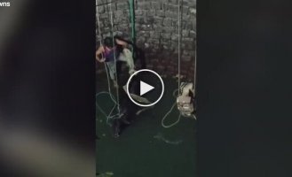 Rescue of a bull that fell into a well