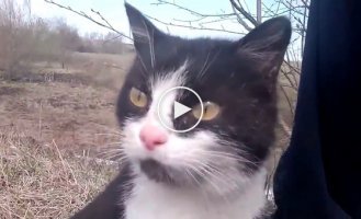 Кошка которая охраняет свой огород