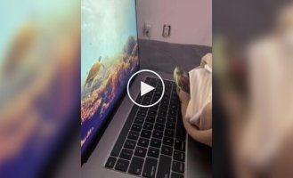 Turtle scared of shark on laptop screen