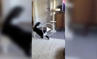 Суетолог в естественной среде обитания