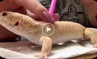 Дівчина показала, як допомагає вихованцю справлятися з линькою