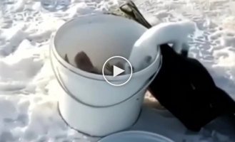 Stoat tries to steal fisherman's catch