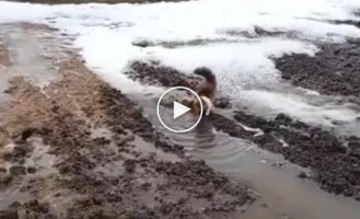 Cat frolicking in a muddy puddle