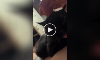 The cat is delighted with the scratches