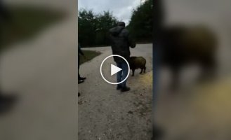 Доброзичливий і ласковий звір