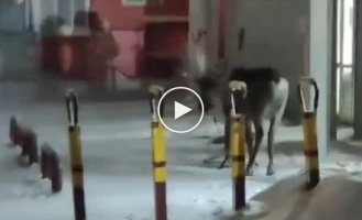 In Yakutsk, someone parked a deer near the entrance