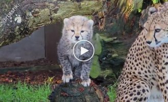 Як нявкають гепарди