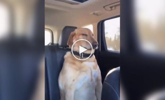 Подборка сонных собак