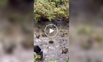 The little bear confused his mother with another bear