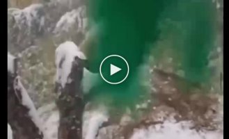 Panda's furious joy at first snow caught on video