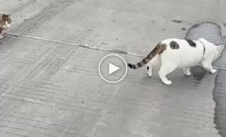 Cats brighten up the working days of a trucker