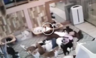Кошки облепили владельца котокафе, лежащего на полу