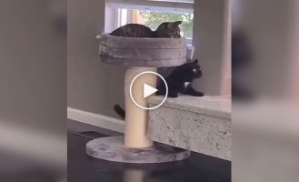The Intelligence of Black Cats Is Beyond Human Understanding