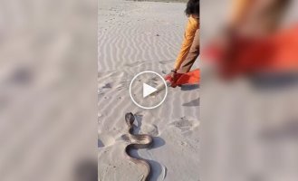 How to easily catch a cobra