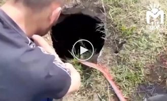 В Северной Осетии спасли жеребенка, провалившегося в колодец