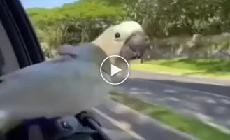 Скорость и попугай
