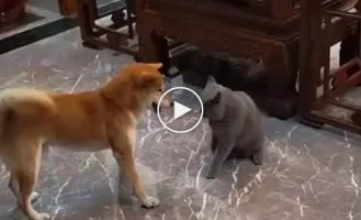 The dog surprised the cat with an unusual fighting technique