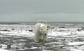 Белые медведи испугались человека