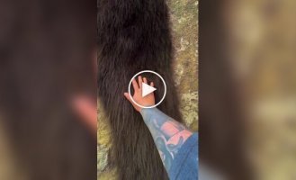 Крупная колония сенокосцев