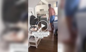 У Південній Африці бабуїн пробрався в квартиру туристів і влаштував фруктовий бенкет.