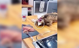 Хитрые пушистые воришки