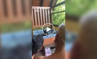 A curious bear cub was caught splashing in a jacuzzi