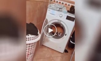 For morning jogging: the cat uses the washing machine as a training device